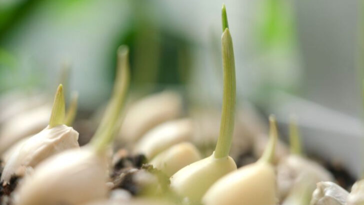 16 Garlic Growing Tips for a Never-Ending Harvest