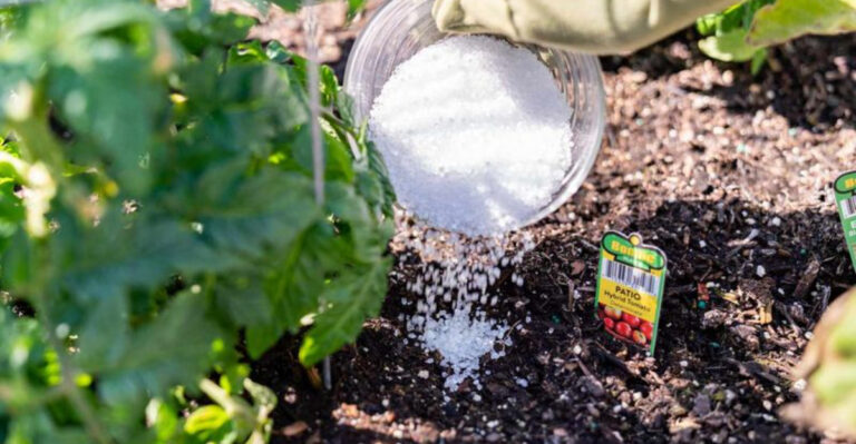 16 Reasons Epsom Salts Should Be a Gardener’s Best Friend