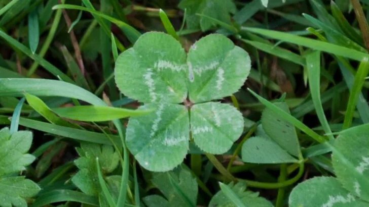 16 Surprisingly Helpful Weeds You Shouldn’t Pull from Your Garden