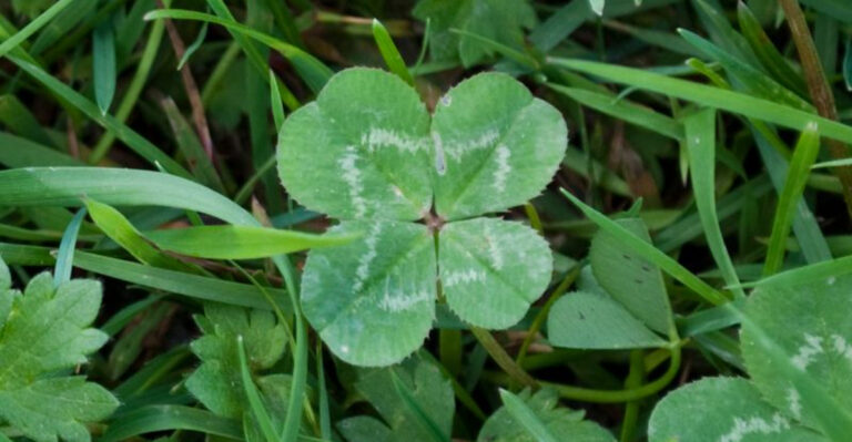 16 Surprisingly Helpful Weeds You Shouldn’t Pull from Your Garden