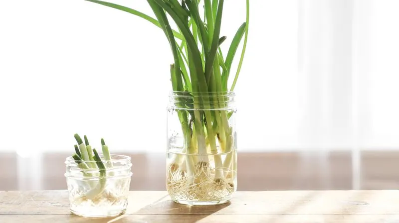 Green Onions