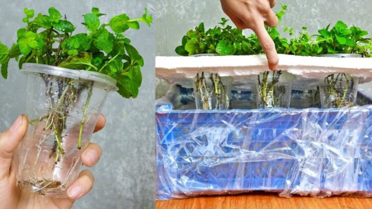 16 Veggies You Can Easily Grow in a Cup Without a Garden