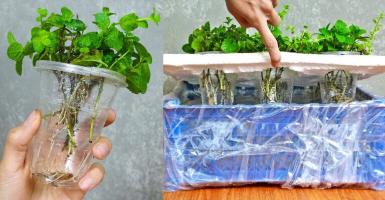 16 Veggies You Can Easily Grow in a Cup Without a Garden