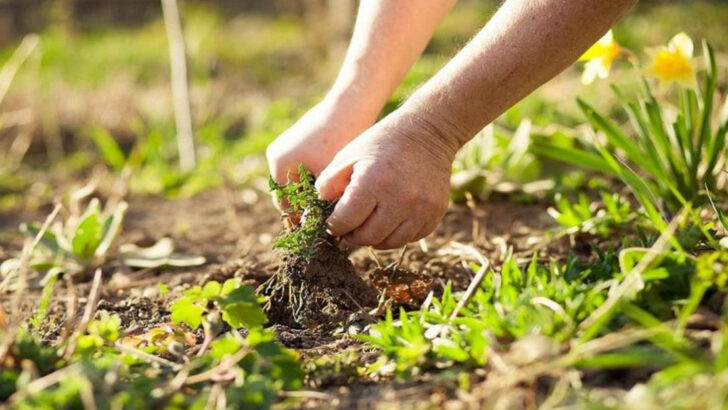 16 Annoying Gardening Tasks You Can’t Avoid (Even If You Try)