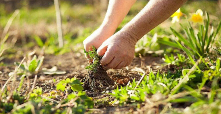 16 Annoying Gardening Tasks You Can’t Avoid (Even If You Try)