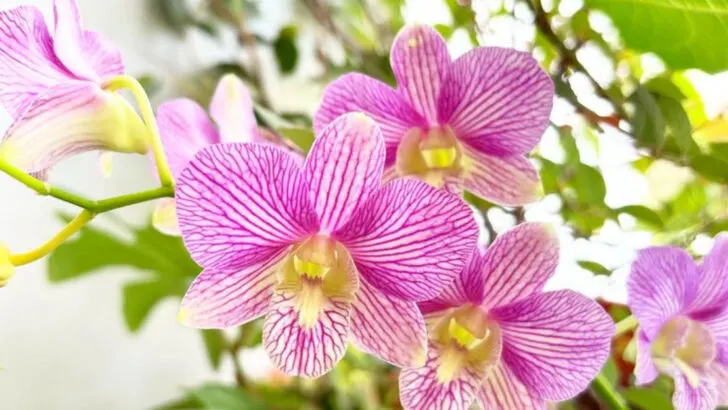 16 Balcony Plants That Make You Feel Like You’re on Vacation