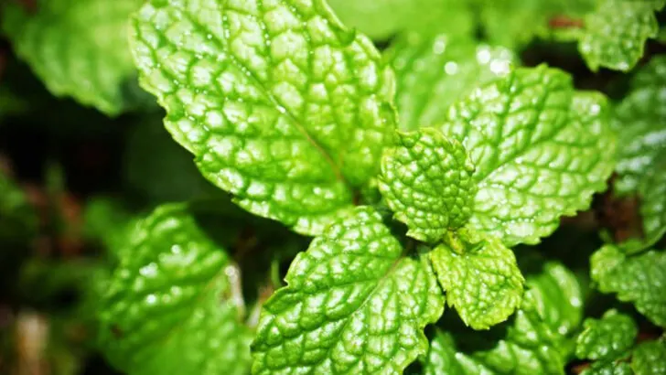 16 Best Herbs for Cooking and Medicinal Use