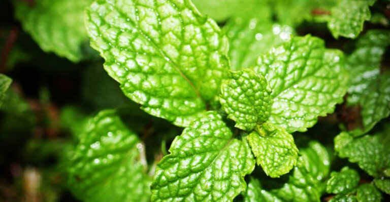 16 Best Herbs for Cooking and Medicinal Use