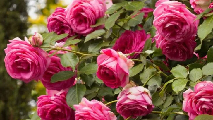 16 Blooming Plants That Smell Like Love Songs and Look Amazing in Photos