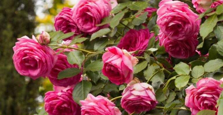 16 Blooming Plants That Smell Like Love Songs and Look Amazing in Photos