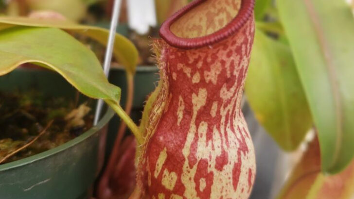 16 Carnivorous Plants That Are Surprisingly Easy to Grow at Home