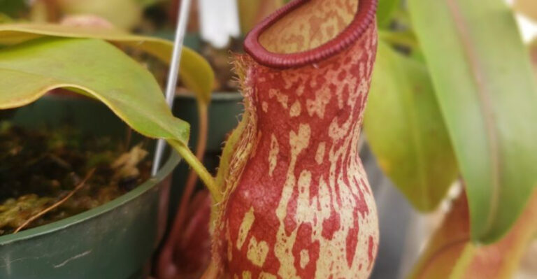 16 Carnivorous Plants That Are Surprisingly Easy to Grow at Home