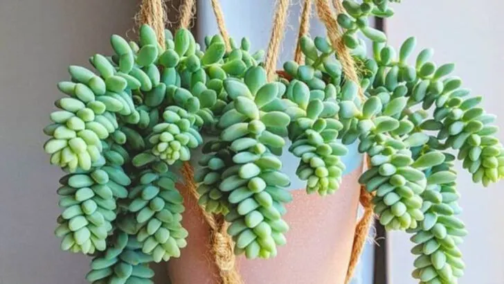 16 Cat-Safe Hanging Plants for Stylish, Worry-Free Interiors