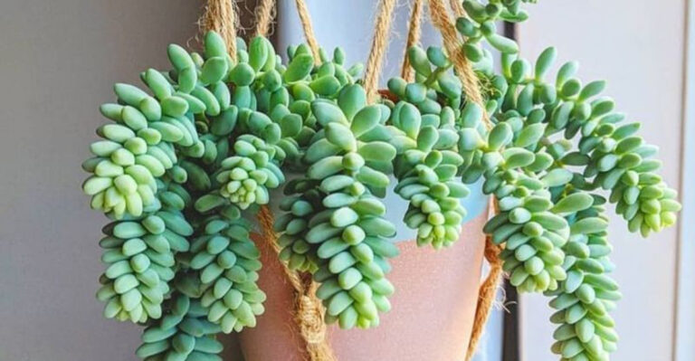16 Cat-Safe Hanging Plants for Stylish, Worry-Free Interiors