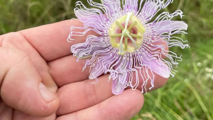 16 Climbing Flowers That Cover Fences by August