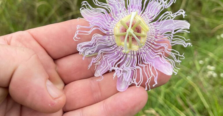 16 Climbing Flowers That Cover Fences by August