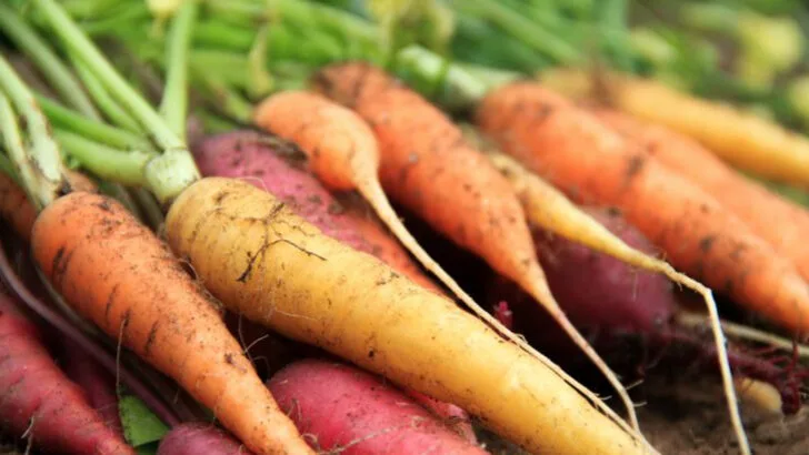 16 Colonial-Era Plants That Shaped the American Kitchen Garden