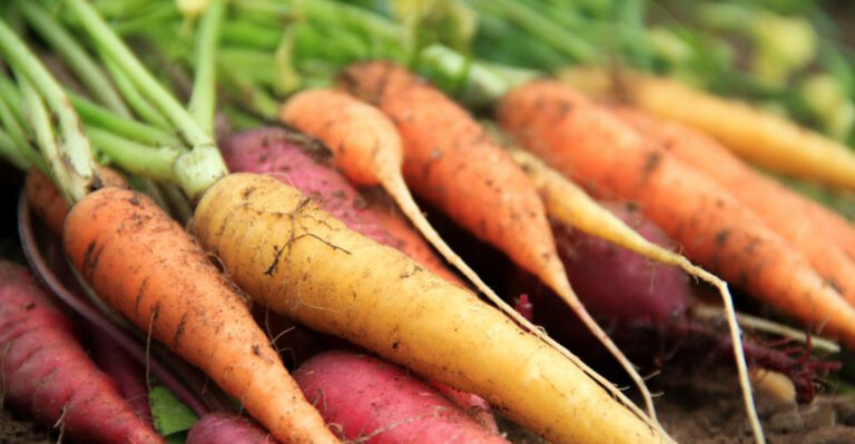 16 Colonial-Era Plants That Shaped the American Kitchen Garden