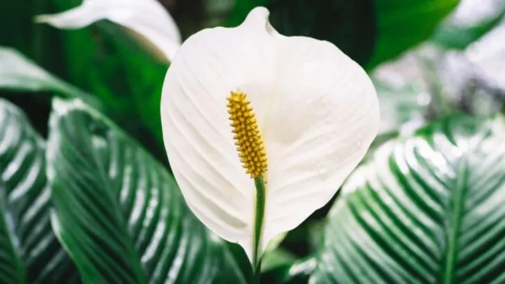 16 Common Houseplants That Are Toxic to Cats (And What to Get Instead)