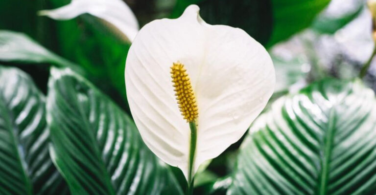 16 Common Houseplants That Are Toxic to Cats (And What to Get Instead)