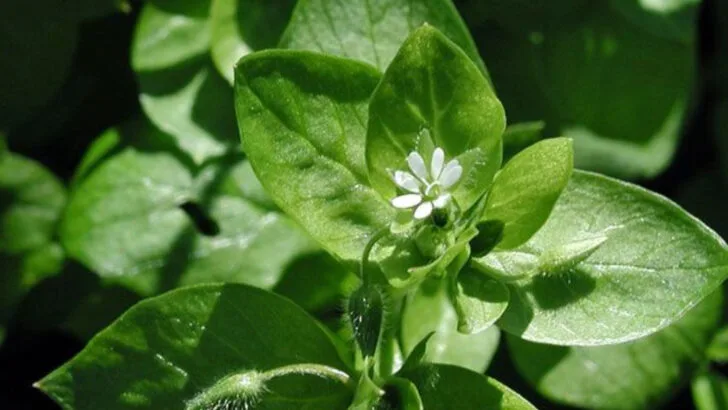 16 Edible Leaves You Didn’t Know You Could Grow (and Eat)