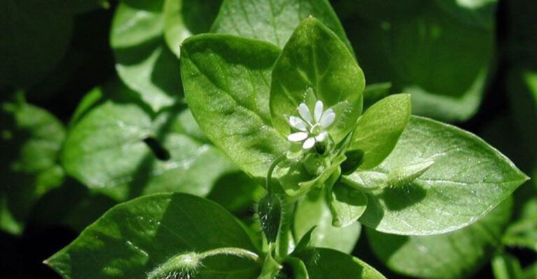 16 Edible Leaves You Didn’t Know You Could Grow (and Eat)