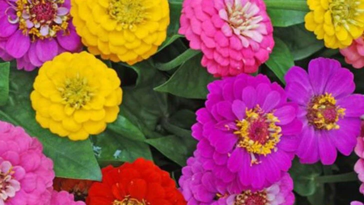 16 Flowers That Attract Butterflies (And Make Your Garden Feel Alive)