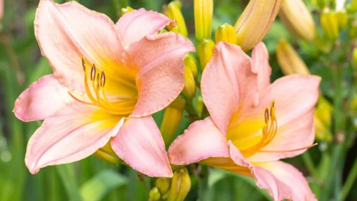 16 Flowers That Bloom in the Heat When Everything Else Wilts