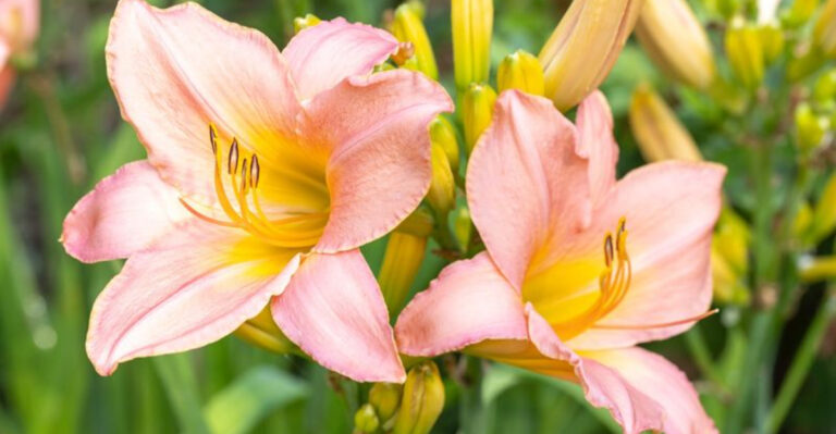 16 Flowers That Bloom in the Heat When Everything Else Wilts