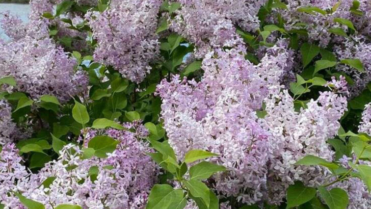 16 Fragrant Plants That Bloom on Rainy Days (Not Just Sunny Ones)