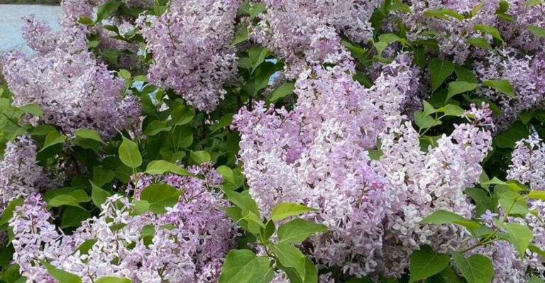 16 Fragrant Plants That Bloom on Rainy Days (Not Just Sunny Ones)