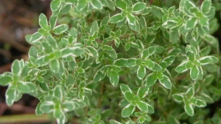 16 Garden Herbs That Double as Natural Perfume (And Actually Work)