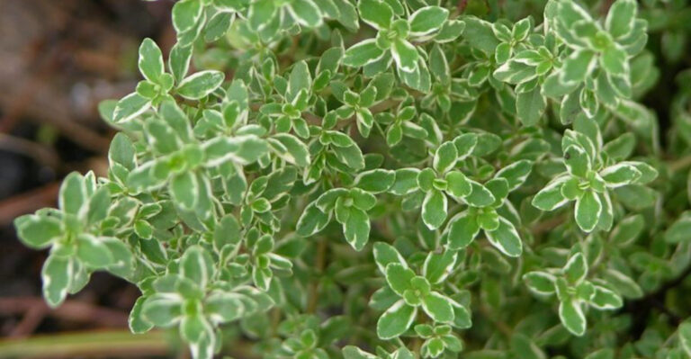 16 Garden Herbs That Double as Natural Perfume (And Actually Work)