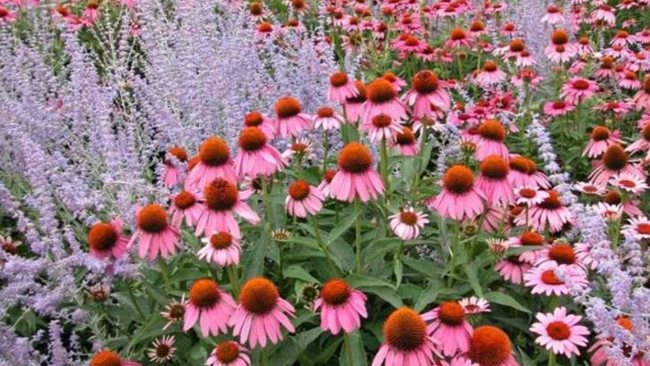 16 Garden Herbs That Replace Medicine Cabinet Essentials (Naturally)