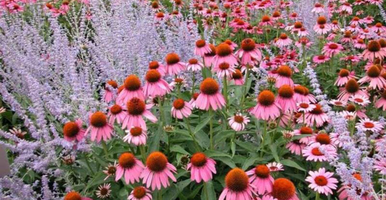 16 Garden Herbs That Replace Medicine Cabinet Essentials (Naturally)
