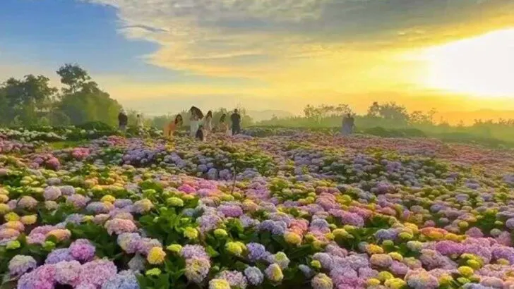 16 Garden Plants That Look Best Just Before Sunset