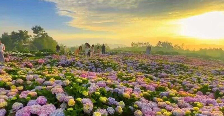 16 Garden Plants That Look Best Just Before Sunset
