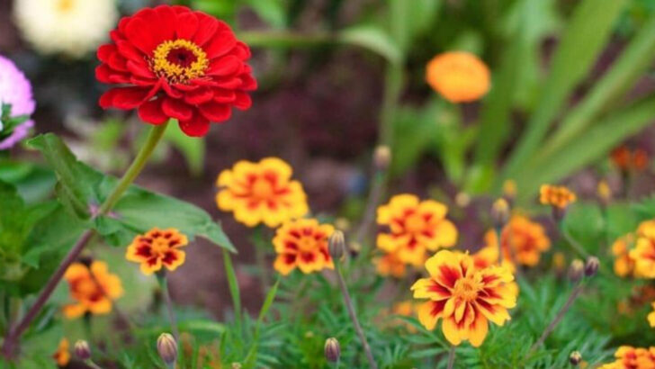 16 Gorgeous Flower Combos Garden Designers Always Use