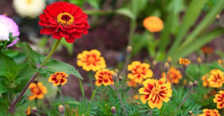 16 Gorgeous Flower Combos Garden Designers Always Use