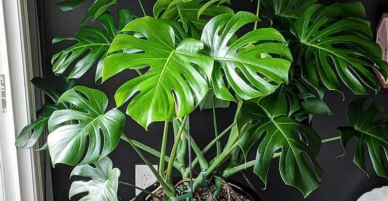 16 Houseplants That Look More Expensive Than They Are
