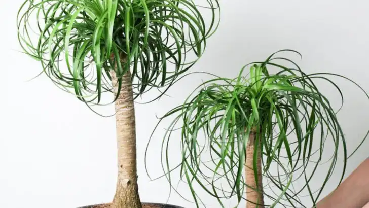 16 Houseplants That Look Tropical—But Thrive in Dry Apartments