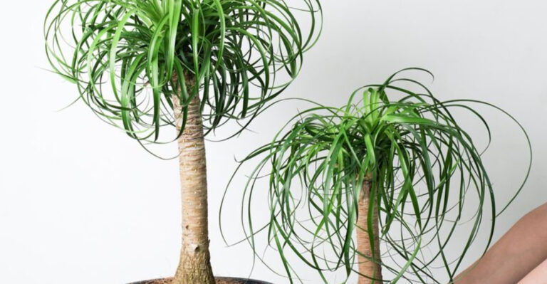16 Houseplants That Look Tropical—But Thrive in Dry Apartments
