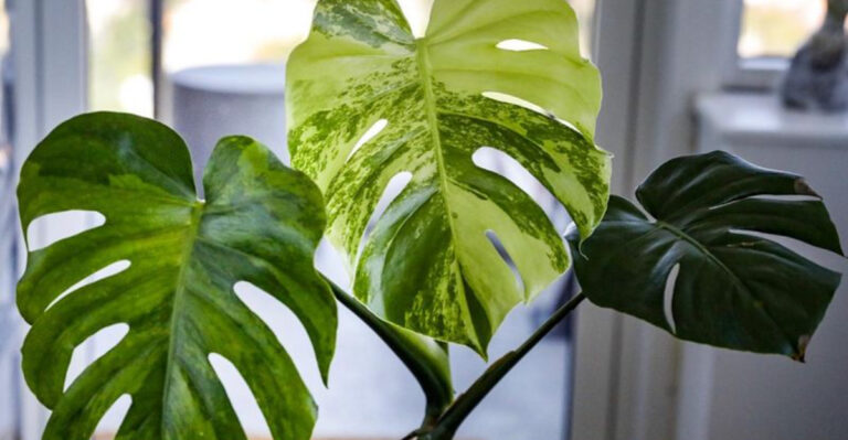 16 Houseplants That Make Any Room Look More Expensive