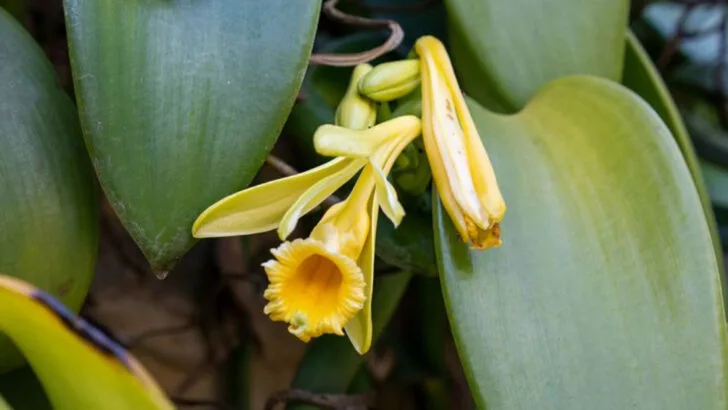 16 Indoor Plants That Scent Your Home Naturally—No Diffuser Needed