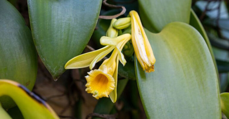 16 Indoor Plants That Scent Your Home Naturally—No Diffuser Needed