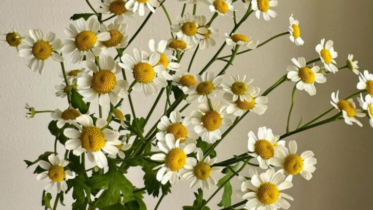 16 Mood-Boosting Plants Your Home Needs