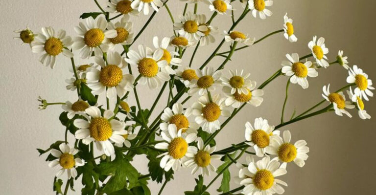 16 Mood-Boosting Plants Your Home Needs