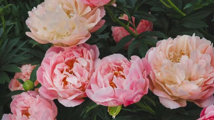 16 Peonies So Beautiful They Make Your Garden Look Like a Movie Set