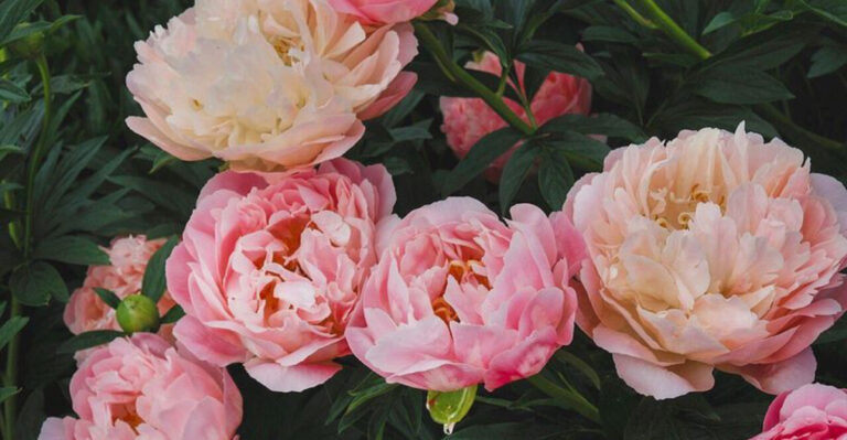16 Peonies So Beautiful They Make Your Garden Look Like a Movie Set