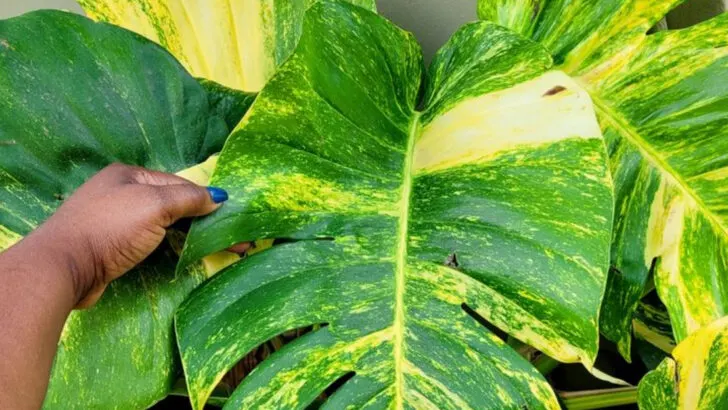 16 Plants That Look Like You Watered Them with Gold